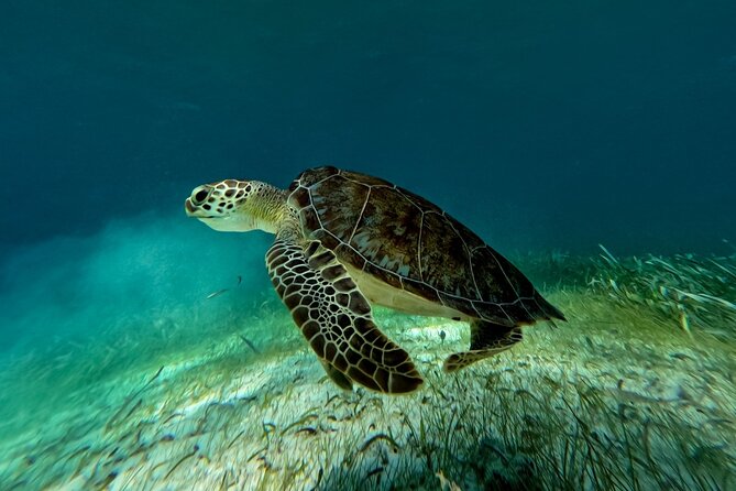 Catamaran Cruise in Riviera Maya With Snorkeling & Beach Club - Stop at Maroma Beach: what makes this spot special