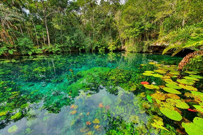 Cenotes trail jungle bike tour in Tulum with lunch - Lunch in the Jungle: More Than a Break