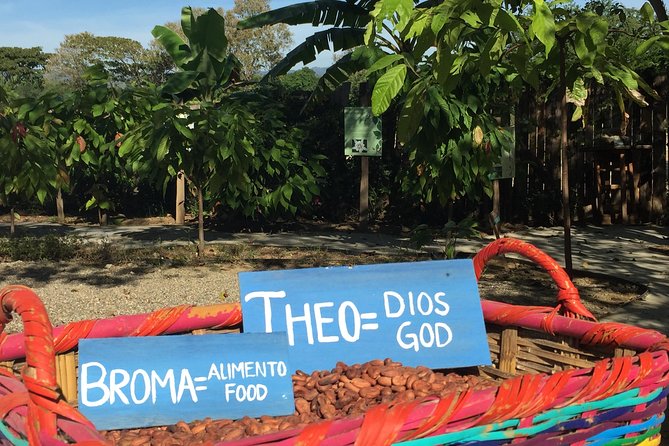 Chocolate Tour in Vallarta - Key points before you go