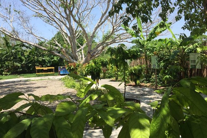 Chocolate Tour in Vallarta - The chocolate workshop: roast, crack, grind, and shape your own bar
