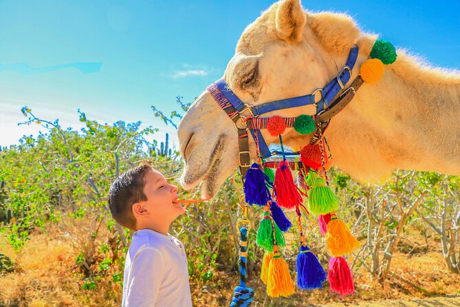 Combo Off Road 4x4 UTV Camel Ride Lunch and Tequila Tasting - Camel Ranch to Secluded Beach: A Calm Contrast That Actually Works