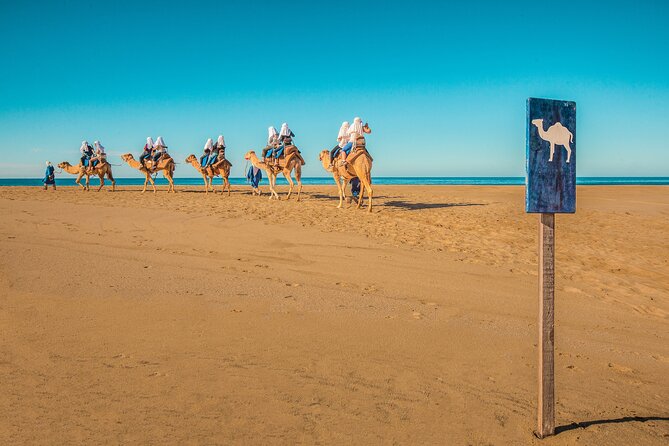 Combo Off Road 4x4 UTV Camel Ride Lunch and Tequila Tasting - Price and Real Value: What $349 Covers and What Costs Extra