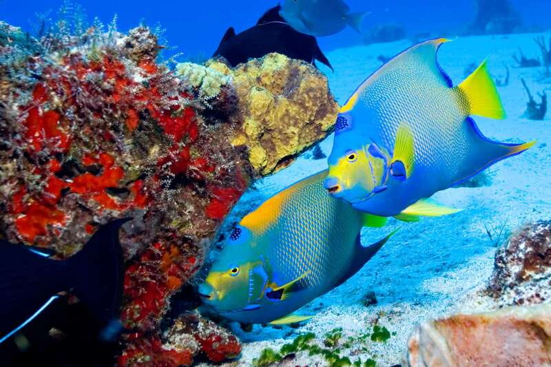Cozumel: El Cielo & Palancar Snorkel with Open Bar & Ceviche - What $72 really means, plus the port fee reality
