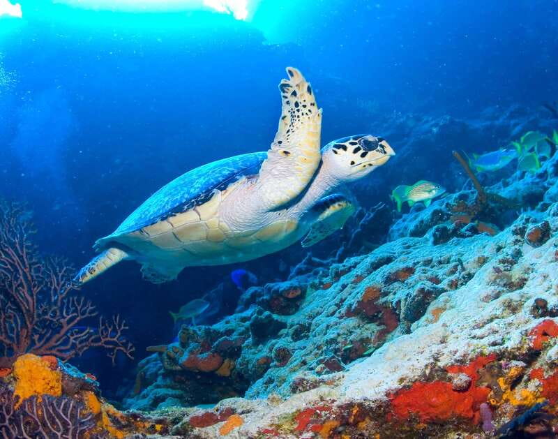 Cozumel: El Cielo & Palancar Snorkel with Open Bar & Ceviche - Small group pacing: how long you get in the water
