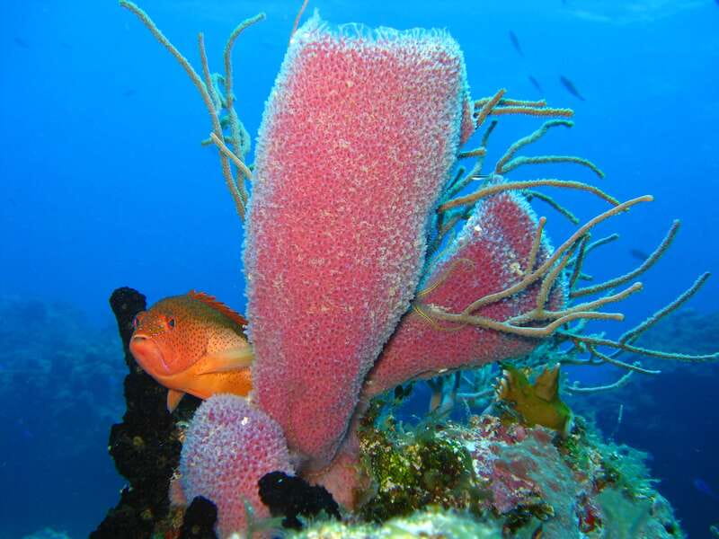 Cozumel: El Cielo & Palancar Snorkel with Open Bar & Ceviche - Who should book this Cozumel tour