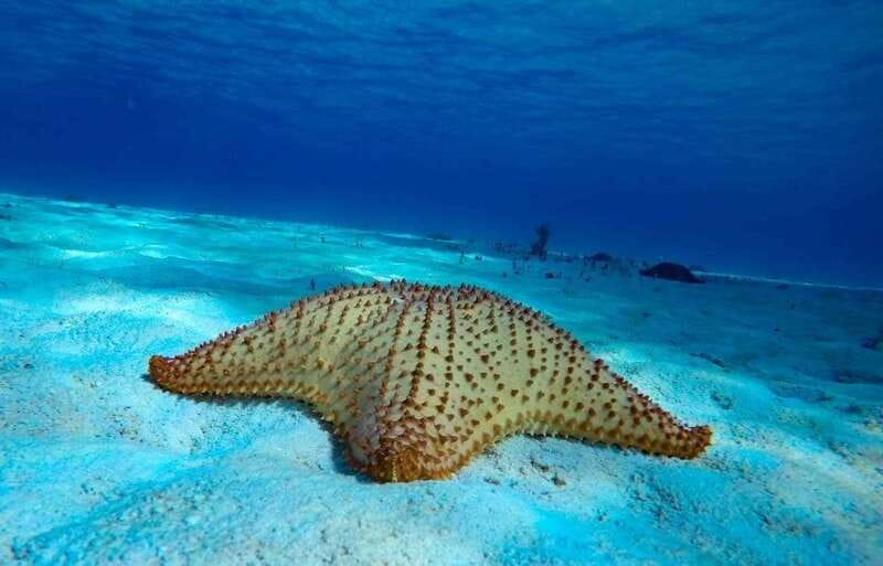 Cozumel: El Cielo & Palancar Snorkel with Open Bar & Ceviche - Should you book this tour or choose something else?