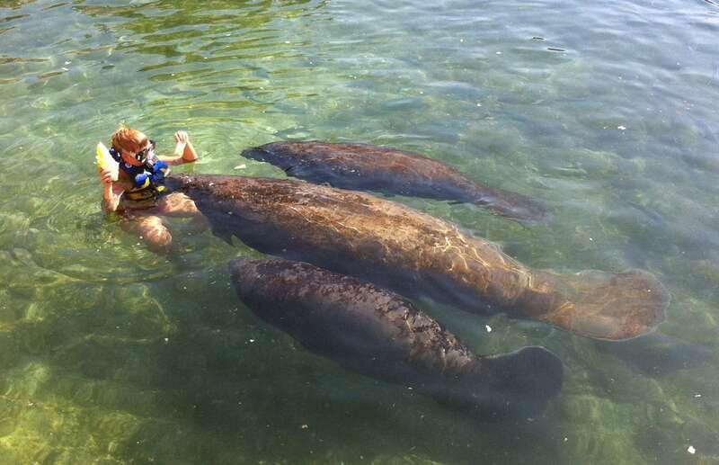 Cozumel: Manatee Encounter, Chankanaab Admission and Buffet - Key things to know before you go
