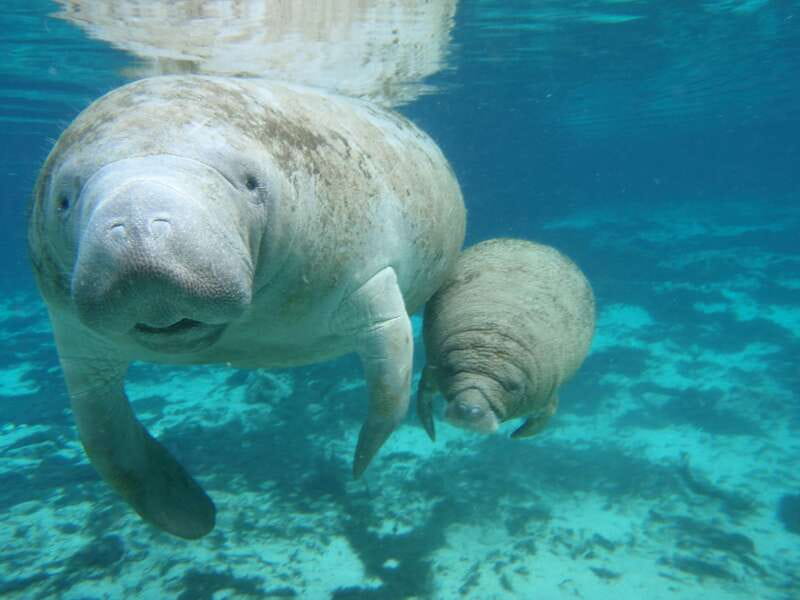 Cozumel: Manatee Encounter, Chankanaab Admission and Buffet - What You Get for Around $79: Manatees Plus a Real Park Day