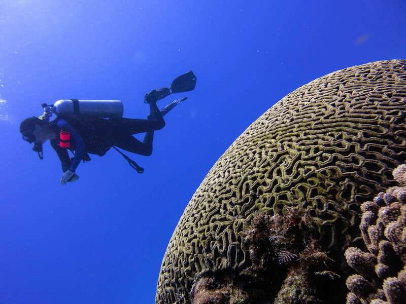 Cozumel: One Tank Scuba Dive and Full Chankanaab Park Access - Practical tips to make it smoother on your day