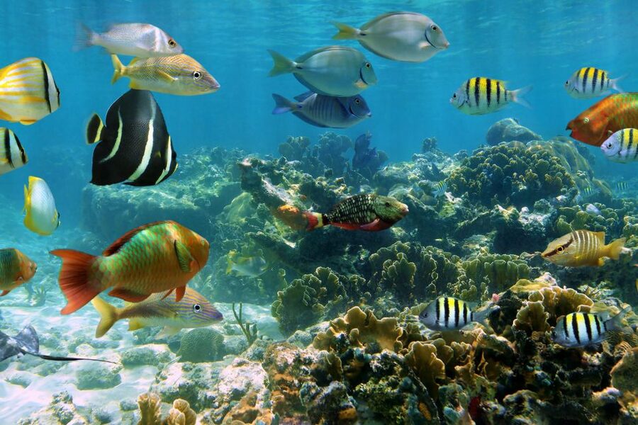 Cozumel: One Tank Scuba Dive and Full Chankanaab Park Access - The one tank session: gear coaching, safety, and staying calm
