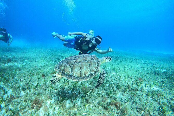 Cozumel Scuba Dive at Chankanaab - Stop by Stop: Chankanaab Park and Reef Area Highlights
