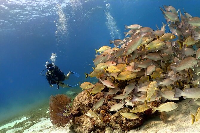 Cozumel Scuba Dive at Chankanaab - Meeting at Chankanaab: Location, Gear Storage, and a Calm Start