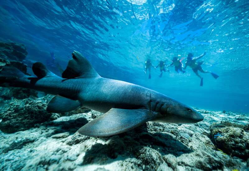 Cozumel: Snorkel and Swim with Stingrays - Price and Value: Is $58 Worth It?
