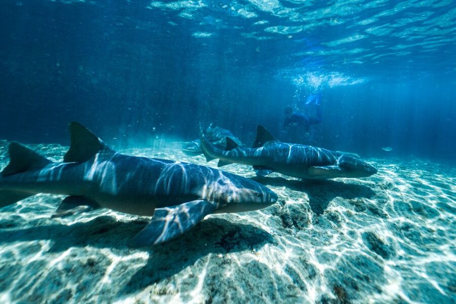 Cozumel: Snorkel and Swim with Stingrays - What’s Included, What You’ll Need, and What’s Not Allowed