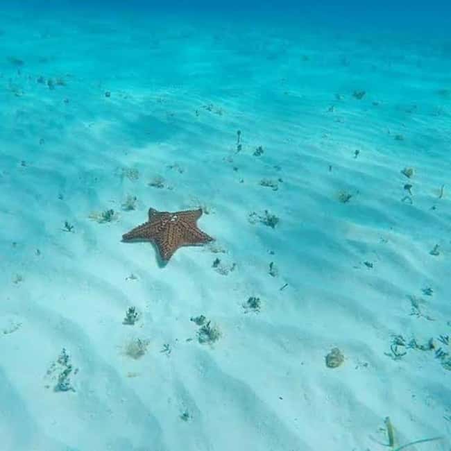 Cozumel: snorkeling on reefs + visit to "El Cielo" - Price and value: $14 on the app, 850 pesos total in reality