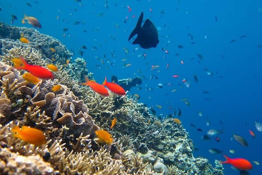 Cozumel: snorkeling on reefs + visit to "El Cielo" - Group size reality: when you want calm, not a cattle line