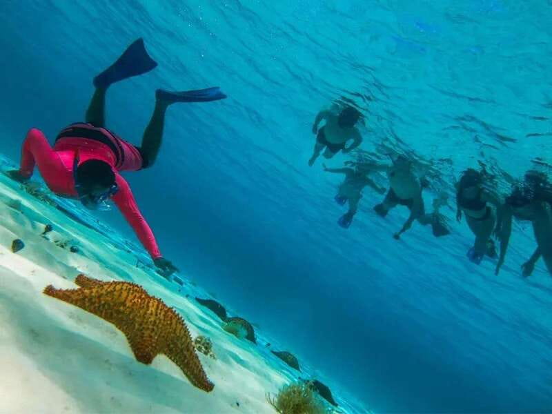 Cozumel: snorkeling on reefs + visit to "El Cielo" - Wildlife odds: turtles, parrotfish, starfish, and what you can realistically see