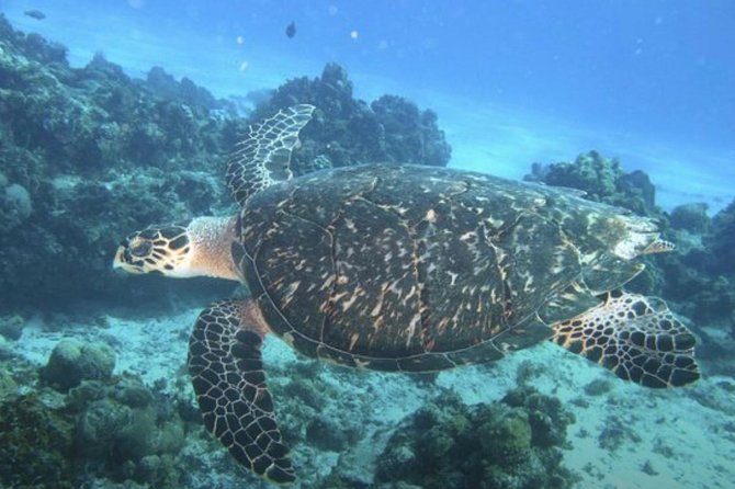 Cozumel Snorkeling Tour: Palancar, Columbia and El Cielo Reefs - Why this Palancar, Columbia, and El Cielo tour feels like good value