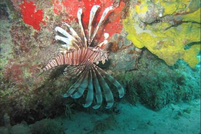 Cozumel Snorkeling Tour: Palancar, Columbia and El Cielo Reefs - The guided route: how the 4-hour flow keeps you snorkeling, not waiting