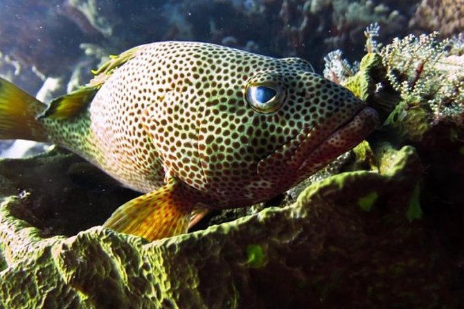 Cozumel Snorkeling Tour: Palancar, Columbia and El Cielo Reefs - Stop 1: Playa el Cielo, the starfish sandbar vibe