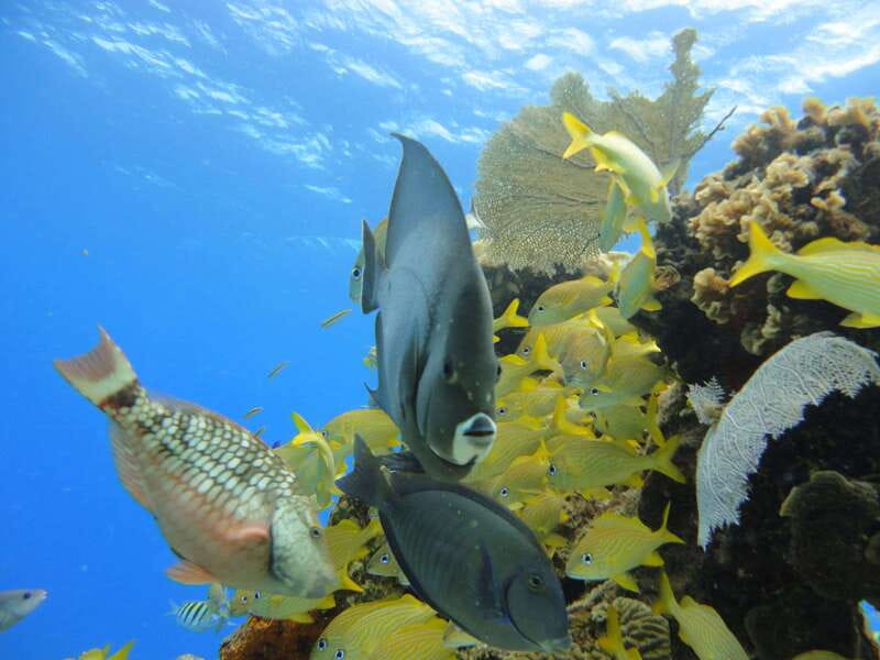 Cozumel: VIP Glass Bottom Boat & Snorkeling 3 Reefs Tour - Drinks, Beer, and the Short-Time Win
