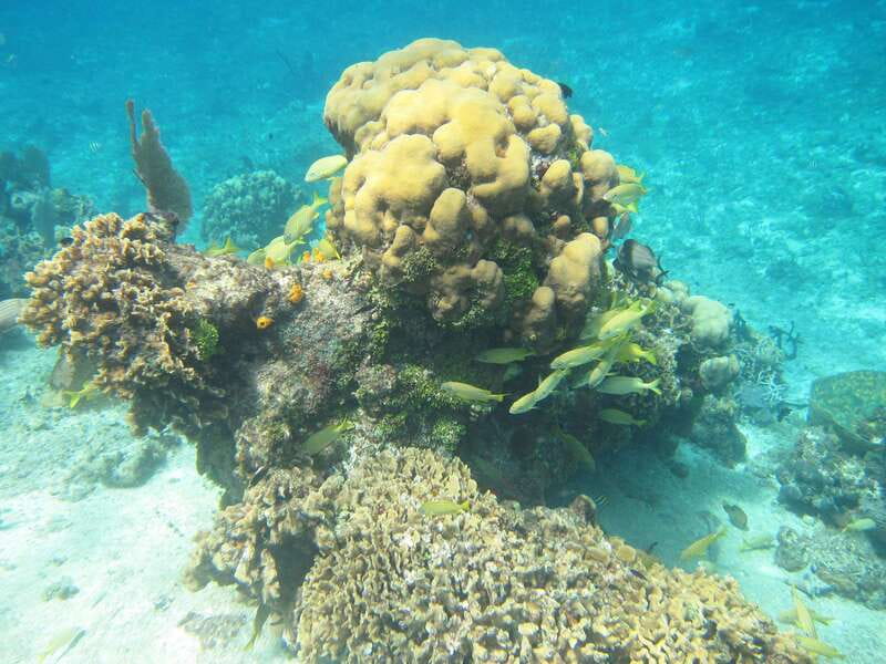 Cozumel: VIP Glass Bottom Boat & Snorkeling 3 Reefs Tour - Price and Value: Why This Cozumel Tour Works for Cruise Days