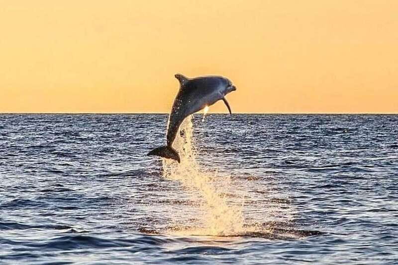 Destin: Dolphin Watching Cruise - From Destin Harbor views to real dolphin time