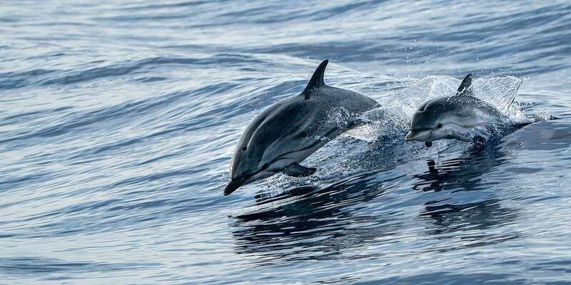 Destin: Dolphin Watching Cruise - The Destin Harbor segment: millionaire views and a sense of place