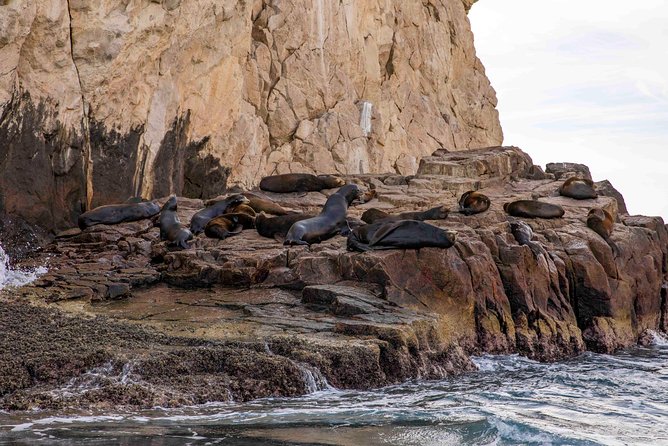 Dinner Cruise Tour in Cabo San Lucas with Tequila Tasting - Party energy and live entertainment: how to decide if this fits your vibe
