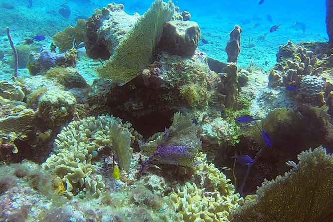 Discover Scuba Diving - Instructors and safety: what you should look for during your session