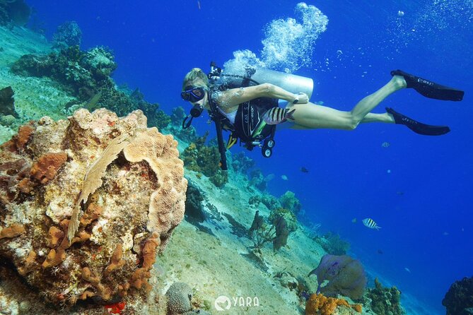 Discover Scuba Diving - The reef experience: fish, rays, and coral you can actually point to