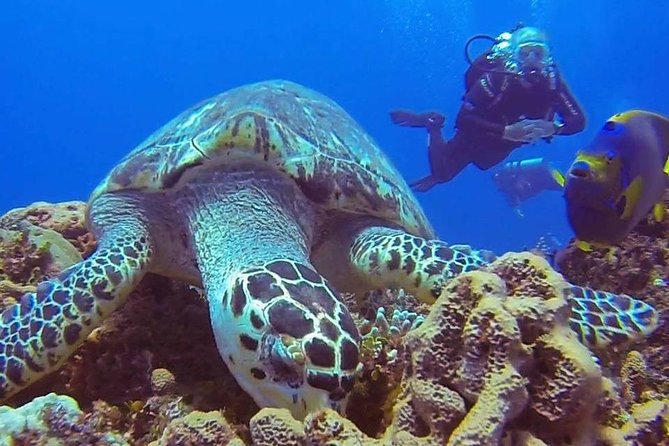 Discover Scuba Diving - Price and value: what $95 includes, and what you should watch for