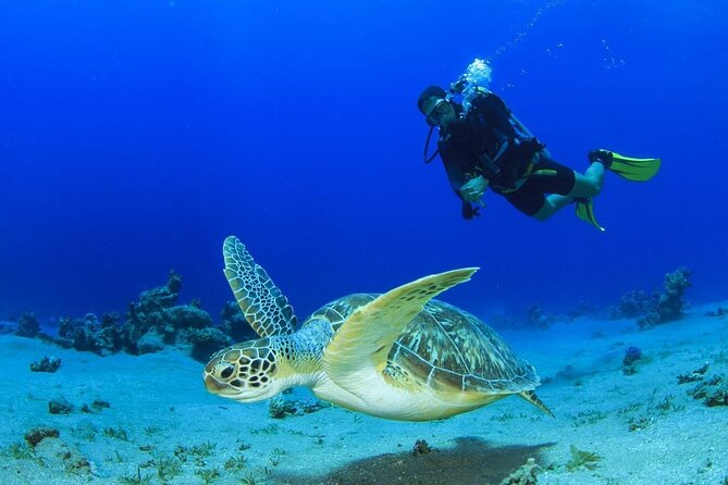 Discover Scuba Diving & Beach Club with Transportation In Riviera Maya - First-Time Scuba Skills at Maroma Beach, Riviera Maya