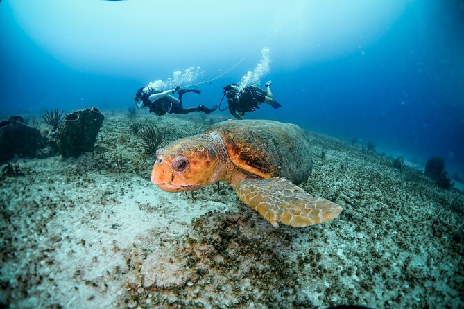 Discover Scuba Diving & Beach Club with Transportation In Riviera Maya - Price and Value: Does $150 Make Sense?