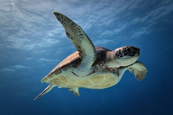 Discover Scuba Diving in Cozumel Paradise Reef - The 30-Minute Reset on the Boat: Snacks, Drinks, and a Chance to Regroup