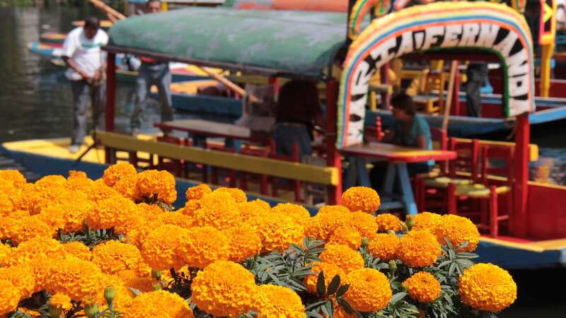 Discover Xochimilco and Coyoacán: Tradition, Music, Culture - Mariachi Music and Floating Food: How to Handle the On-Water Choices