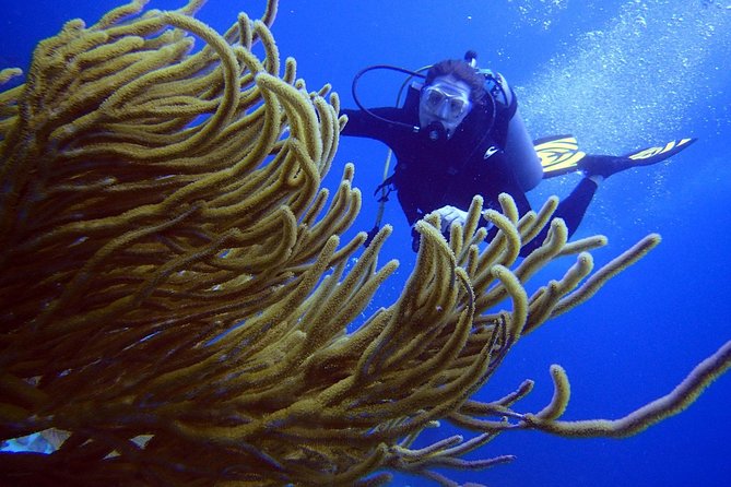 Diving in the Mexican Caribbean for Beginners | 2 Tanks 2 Dives | All Inclusive - Pool practice: your rehearsal for breathing, buoyancy, and hand signals