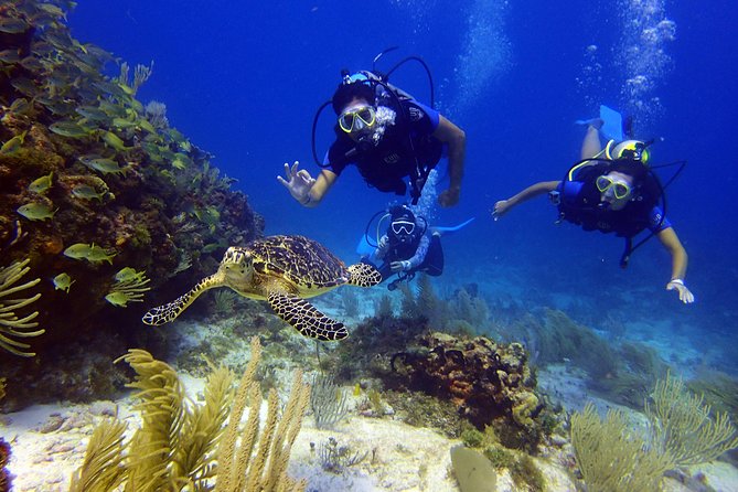 Diving in the Mexican Caribbean for Beginners | 2 Tanks 2 Dives | All Inclusive - First underwater stop at MUSA: 400 sculptures at about 10 meters