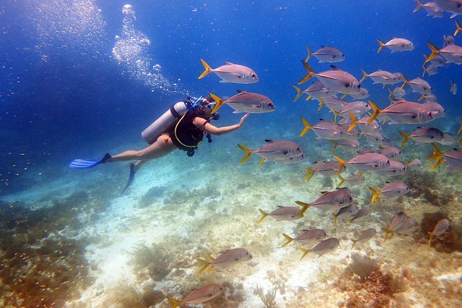 Diving in the Mexican Caribbean for Beginners | 2 Tanks 2 Dives | All Inclusive - What the day feels like, from gear fitting to the marina