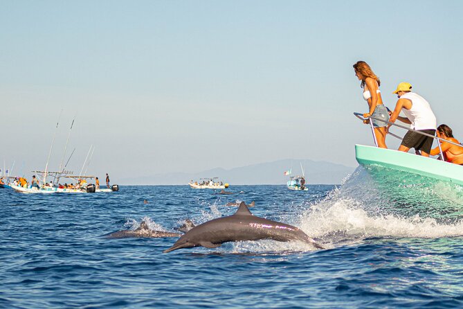 Dolphin Watching Tour - Key Things to Know Before You Go