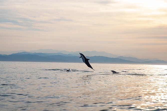 Dolphin Watching Tour - Your Early-Morning Dolphin Hunt Off Puerto Escondido