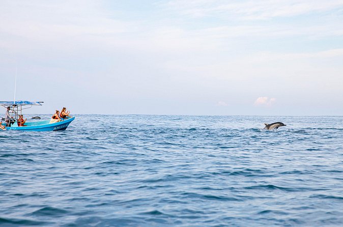 Dolphin Watching Tour - What You Actually See on the Water: Dolphins Plus a Whole Food Web