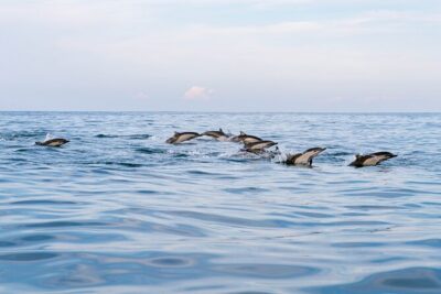 Dolphin Watching Tour