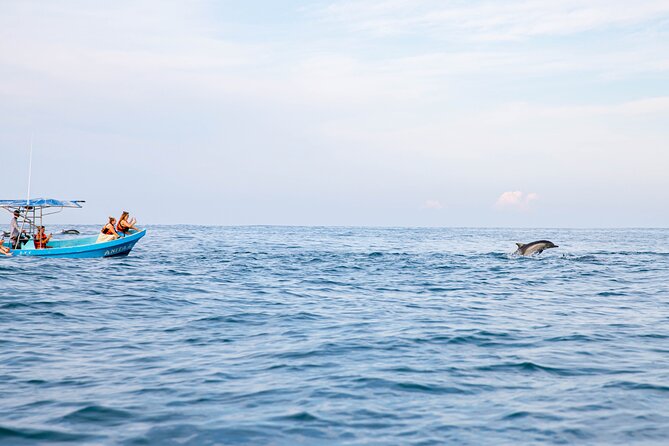 Dolphin Watching Tour - When the Tour Becomes More Than Watching: Swim Moments
