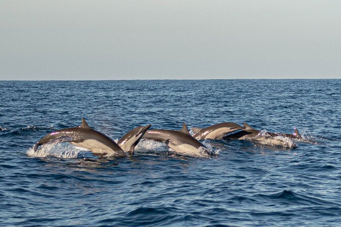 Dolphin Watching Tour - Boat Comfort and Safety Gear: Shade Helps, and Conditions Matter