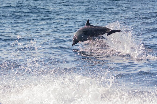 Dolphin Watching Tour - Guides and Captains: The Real Secret Sauce
