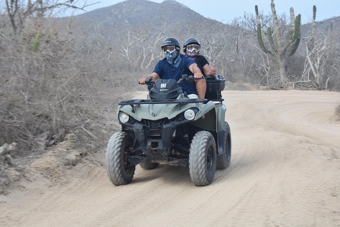 Double ATV Migriño Beach & Desert - Cactus Country: 50+ Types, Baja Endemics, and a Very Old Tree