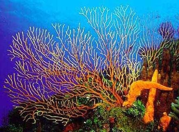 El Cielo Cozumel Snorkeling tour by Private Boat - Key things I’d bet on before you book