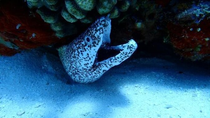 El Cielo Cozumel Snorkeling trip by Catamaran - Key Things You’ll Notice On This Catamaran Snorkeling Day