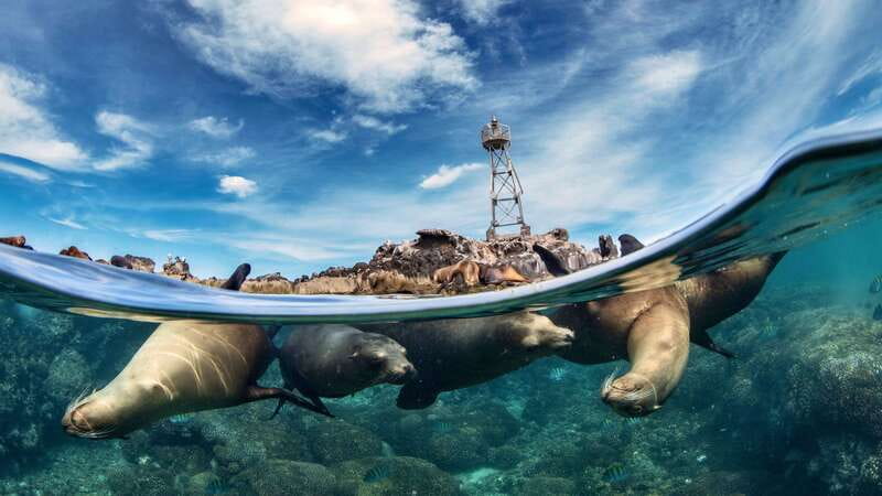 Espiritu Santo Island: Snorkeling Sea Lion Adventure - Sea Lion Snorkeling at Los Islotes, and What It Feels Like In the Water
